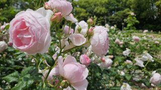 靭公園バラ園で都会にいながら自然の癒しを